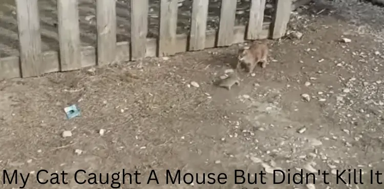 my cat caught a mouse but didn't kill it