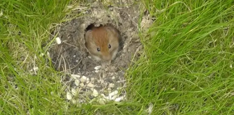 Is A Mouse A Carnivore