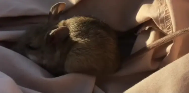 Do Mice Know When Other Mice Die