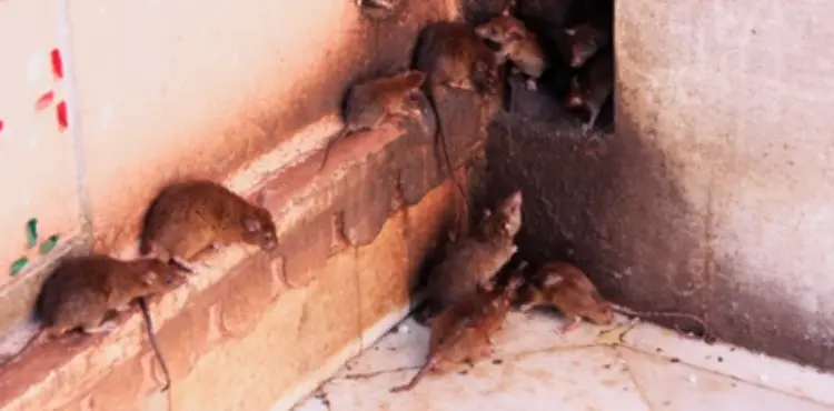 how to tell how long a mouse has been dead