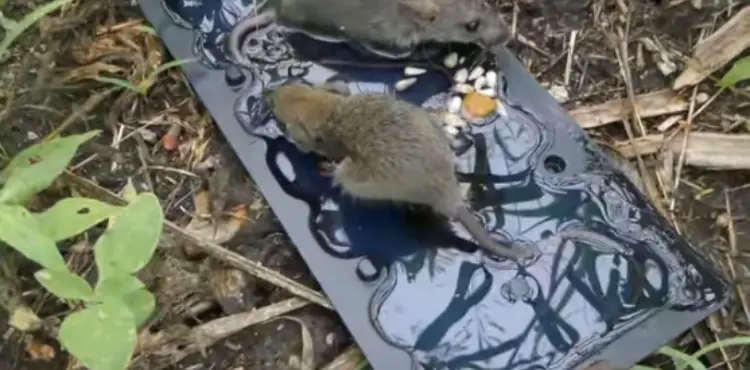 can mice escape glue traps