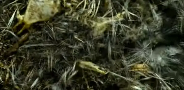 How long does it take for a mouse to decompose into a skeleton