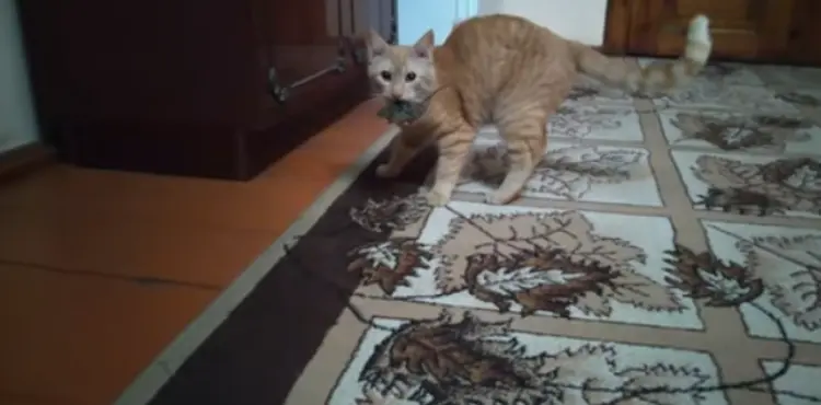 should i let my cat kill a mouse