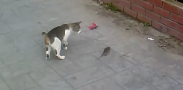 my cat caught a mouse but didn't kill it