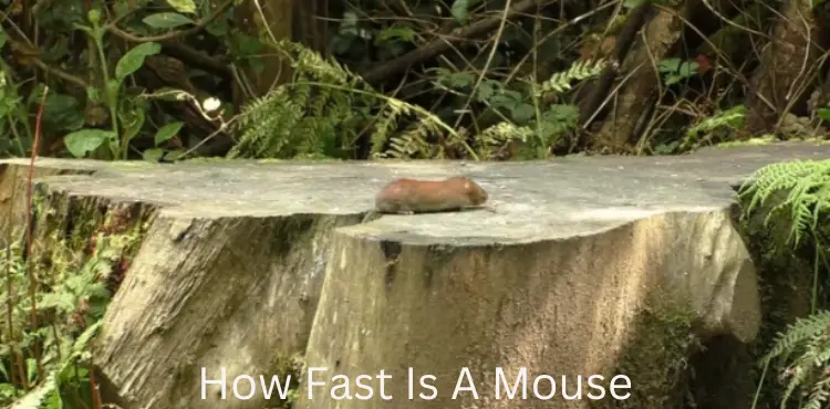 How Fast Is A Mouse