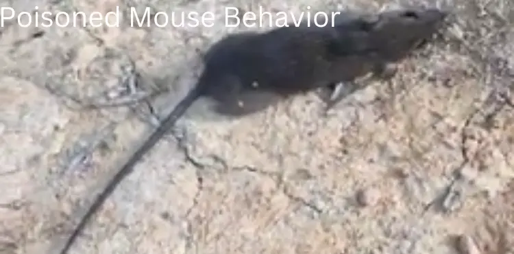 Poisoned Mouse Behavior