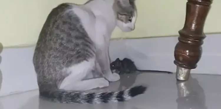 how do i know if my cat ate a mouse