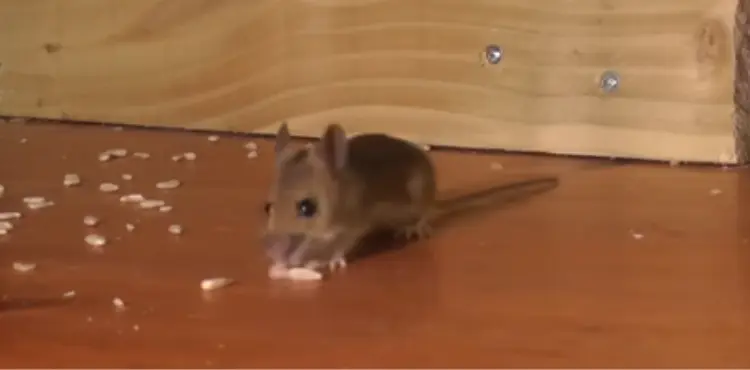 Is A Mouse A Carnivore