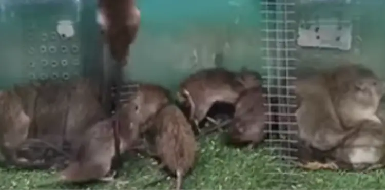 Are Mouse Herbivores