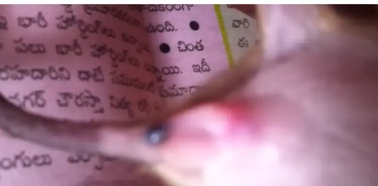 Does Mouse Pee Smell Like Cat Pee