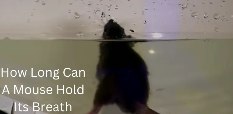 how long can a mouse hold its breath