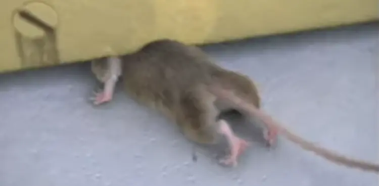 How to get mouse out from under fridge