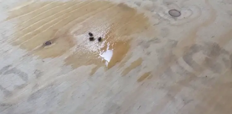 how long is mouse poop dangerous