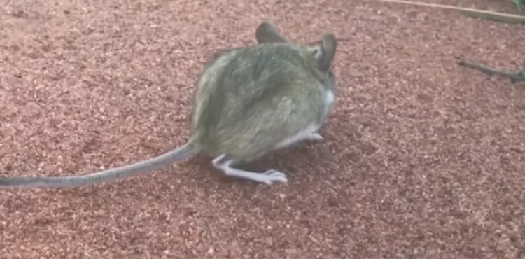 how to tell how long a mouse has been dead