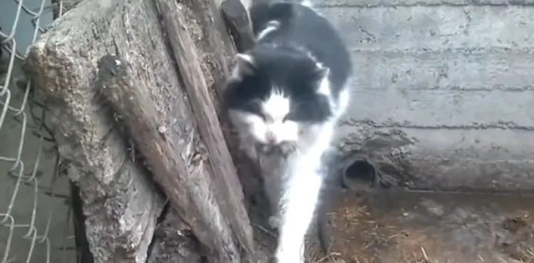 how to save a mouse caught by cat