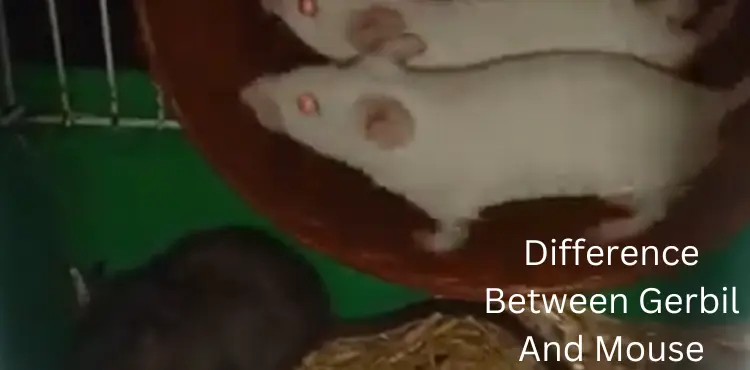 difference between gerbil and mouse
