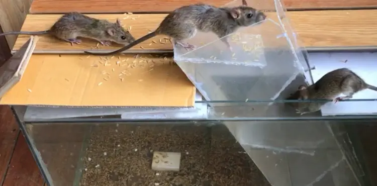 How To Remove Mouse Trap Glue From Carpet