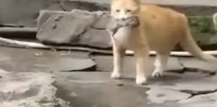 how to play cat and mouse