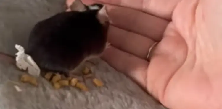 How Much Does a Pet Mouse Cost