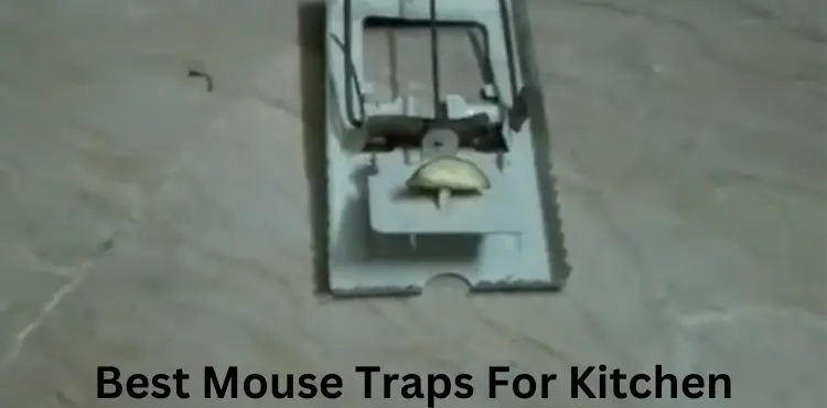 Best Mouse Traps For Kitchen