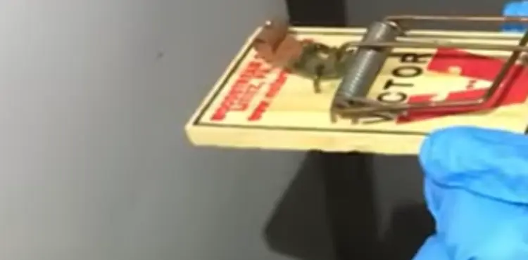 how to clean a mouse trap